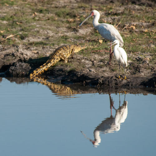 Afrique australe - Botswana, Chobe - Crocodile, spatule et aigrette
