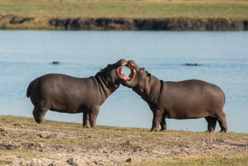 Afrique australe - Botswana, Chobe - Hippopotames