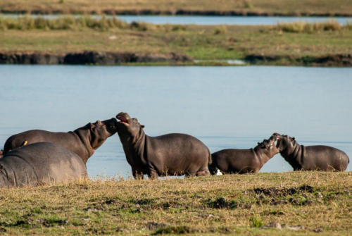 Afrique australe - Botswana, Chobe - Hippopotames