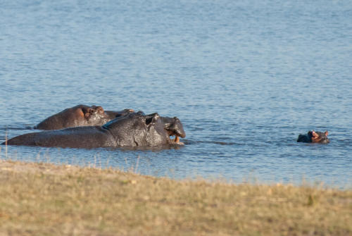 Afrique australe - Botswana, Chobe - Hippopotame