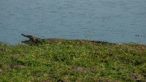 Afrique australe - Botswana, Chobe - Crocodile