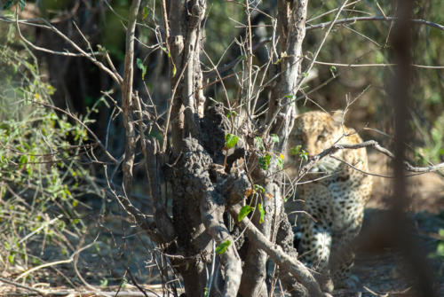 Afrique australe - Botswana, Chobe - apparition fugace d'un léopard ou Panthère (Panthera pardus)