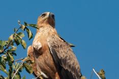 Afrique australe - Botswana, Chobe - Aigle ravisseur (Aquila rapax) - Tawny Eagle