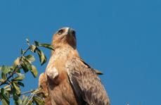 Afrique australe - Botswana, Chobe - Aigle ravisseur (Aquila rapax) - Tawny Eagle