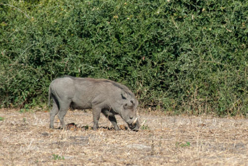 Afrique australe - Botswana, Chobe - Phacochère (Phacochoerus africanus)