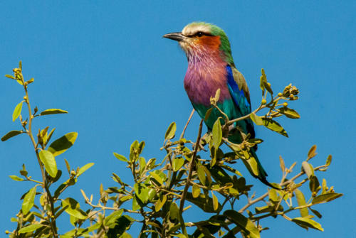 afrique australe - les oiseaux