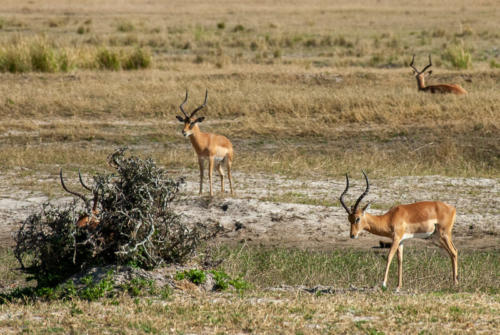 Afrique australe - Botswana, Chobe - Impalas  (Aepyceros melampus)