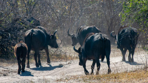 Afrique australe - Botswana, Chobe - Buffles