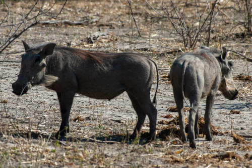 Afrique australe - Botswana, Chobe - Phacochères (Phacochoerus africanus)