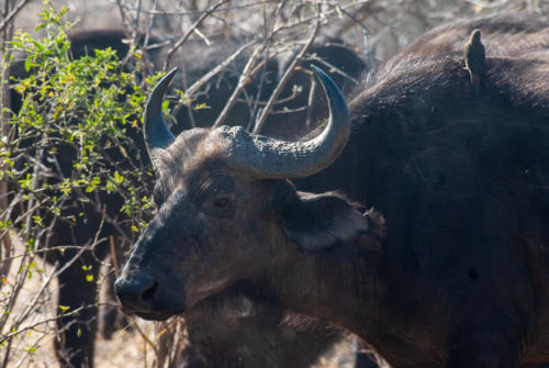 Afrique australe - Botswana, Chobe - Buffles