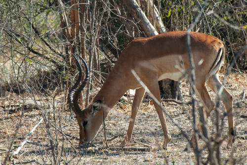 Afrique australe - Botswana, Chobe - Impala (Aepyceros melampus)