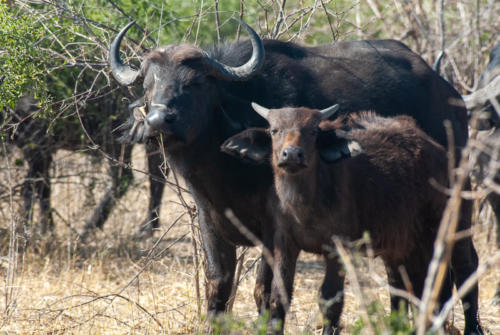 Afrique australe - Botswana, Chobe - Buffles