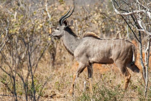 Afrique australe - Botswana, Chobe - Grand Koudou