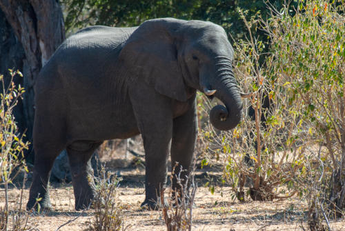 Afrique australe - Botswana, Chobe - Eléphants