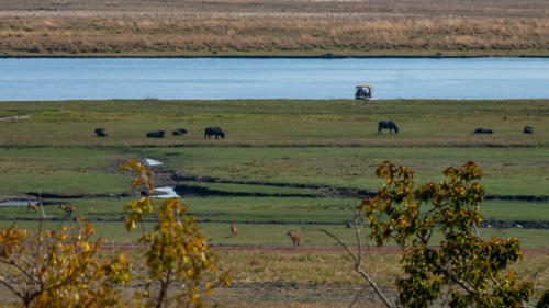 Afrique australe - Botswana, Chobe -  Buffles et Impalas