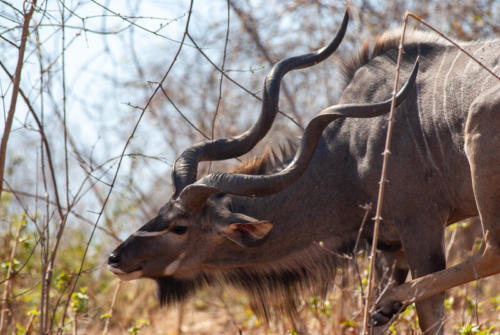 Afrique australe - Botswana, Chobe - Grand Koudou, Tragelaphus strepsiceros