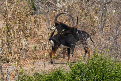 Afrique australe - Botswana, Chobe -  hippotrague noir (Hippotragus niger) ou Antilope noire