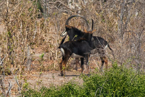 Afrique australe - Botswana, Chobe - hippotrague noir (Hippotragus niger) ou Antilope noire