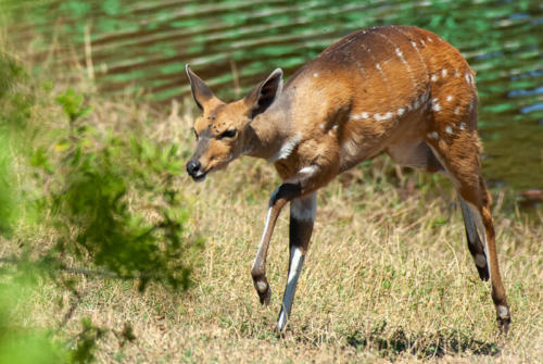 Afrique australe - Botswana, Chobe - Guib arnaché (Tragelaphus scriptus) - Bushbuck