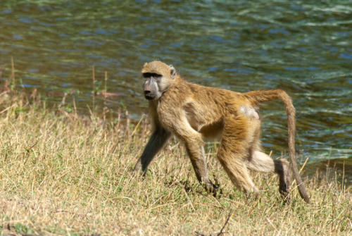 Afrique australe - Botswana, Chobe - Babouin