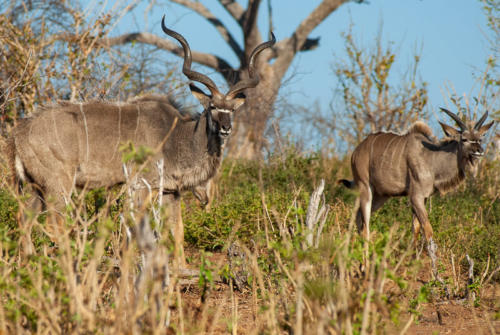 Afrique australe - Botswana, Chobe - Grand Koudous, Tragelaphus strepsiceros