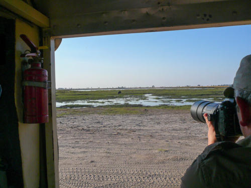 Afrique australe - Botswana, Chobe - Hippopotame (Hippopotamidae)