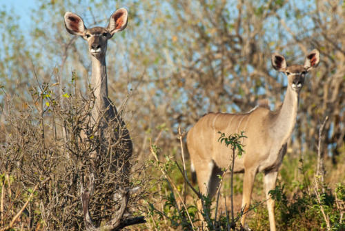 Afrique australe - Botswana, Chobe - femelle de Grand Koudou, Tragelaphus strepsiceros