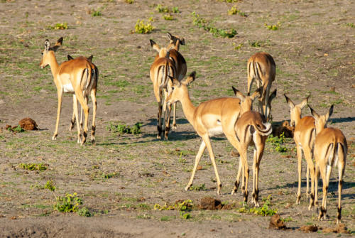 Afrique australe - Botswana, Chobe - Impalas (Aepyceros melampus)