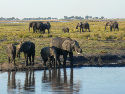 Afrique australe - Botswana, Chobe - groupe d'éléphants