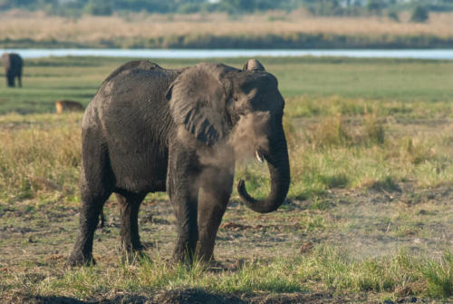 Afrique australe - Botswana, Chobe - jeune éléphant