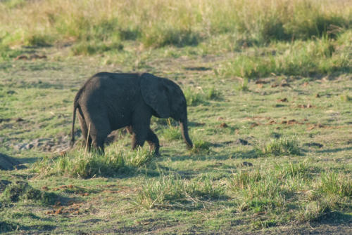 Afrique australe - Botswana, Chobe - bébé éléphant