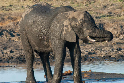 Afrique australe - Botswana, Chobe - éléphant
