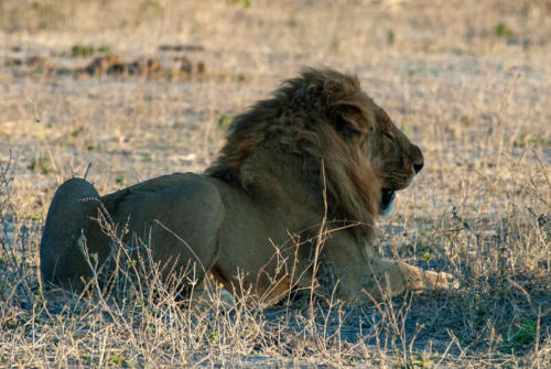 Afrique australe - Botswana, Chobe - lion