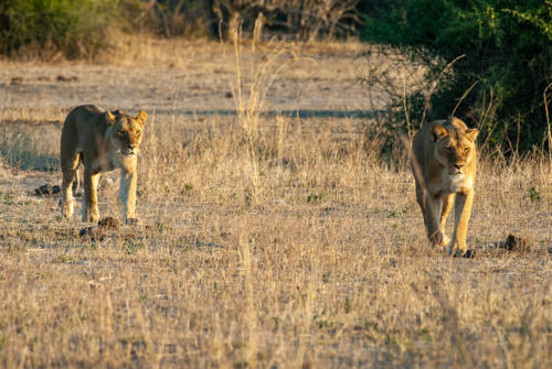 Afrique australe - Botswana, Chobe - lionnes