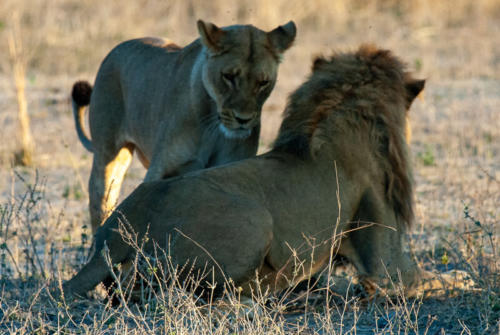 Afrique australe - Botswana, Chobe - lions