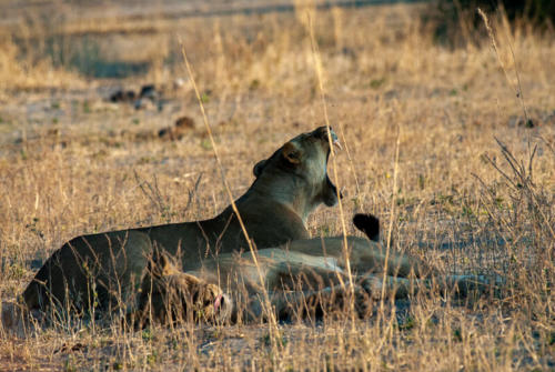 Afrique australe - Botswana, Chobe - lionnes