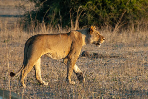 Afrique australe - Botswana, Chobe - lionne