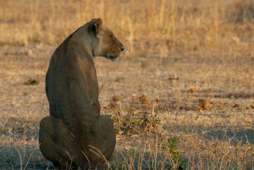 Afrique australe - Botswana, Chobe - lionne