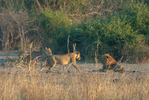 Afrique australe - Botswana, Chobe - groupe de lions