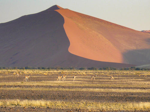 Afrique australe -Namibie, dunes de Sossuvlei et gazelle de Thompson au large de Swakopmund, uen gratification à ce gros mâle pour sa visite