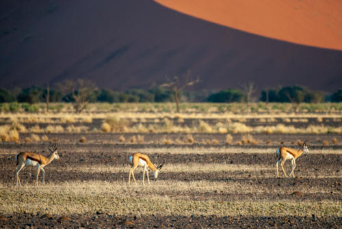 Afrique australe -Namib, - gazelles de Thomson ou springbox au pied des dunes de Sossusvlei