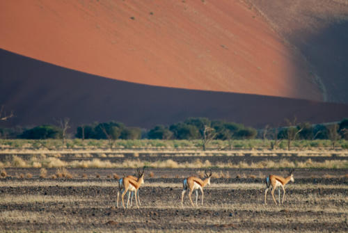 Afrique australe -Namib, - gazelles de Thomson ou springbox au pied des dunes de Sossusvlei