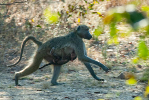 Afrique australe - Zambie, femelle babouin et son petit