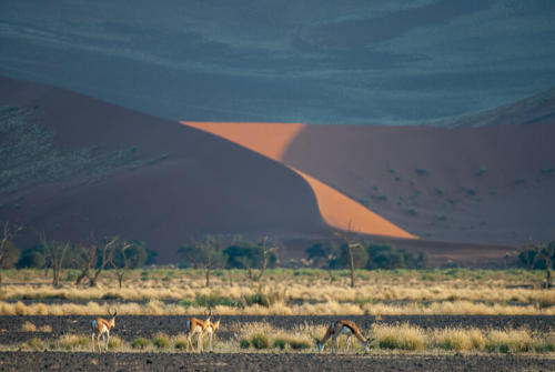 Afrique australe -Namib, - gazelle de Thomson ou springbox au pied des dunes de Sossusvlei