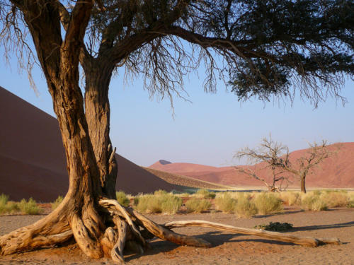Afrique australe -Namib, les dunes encadrées par un acacia