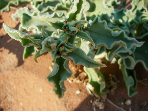 Afrique australe -Namib, ficoïde glaciale (Mesembryanthemum crystallinum)