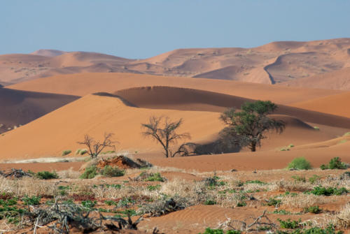Afrique australe -Namib, les dunes sculptées par le vent