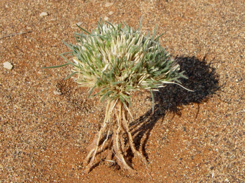 Afrique australe -Namib, herbes du désert
