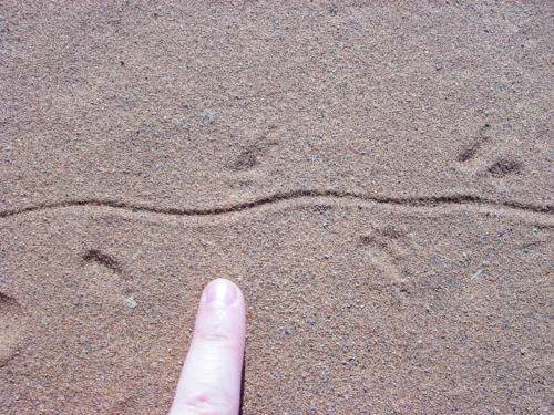 Afrique australe -Namib, traces animales dans le sable
