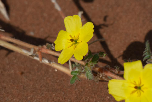 Afrique australe -Namib, Croix de Malte (tribulus_cistoides)